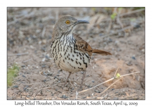 Long-billed Thrasher