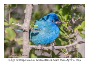 Indigo Bunting, male