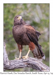 Harris's Hawk