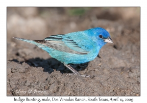 Indigo Bunting, male