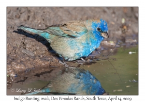 Indigo Bunting, male