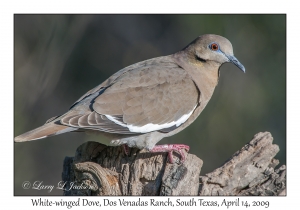 White-winged Dove