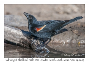 Red-winged Blackbird, male