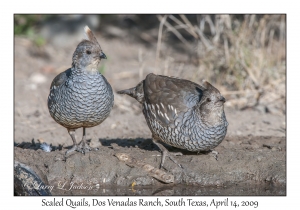 Scaled Quails