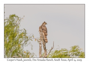 Cooper's Hawk, juvenile