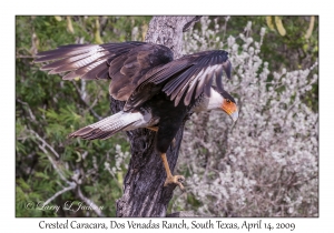 Crested Caracara