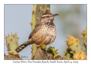 Cactus Wren