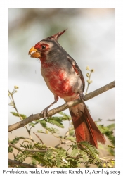 Pyrrhuloxia, male