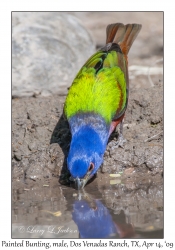 Painted Bunting, male