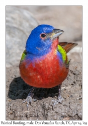 Painted Bunting, male