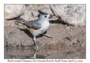 Black-crested Titmouse