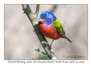 Painted Bunting, male