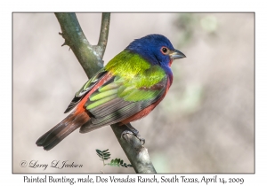 Painted Bunting, male