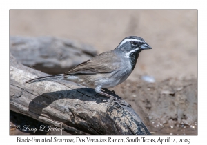 Black-throated Sparrow