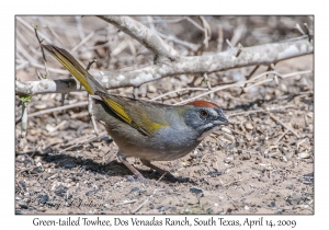 Green-tailed Towhee