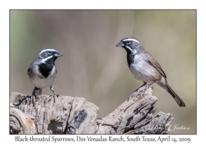 Black-throated Sparrows