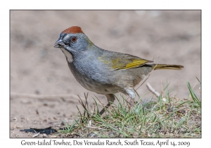 Green-tailed Towhee