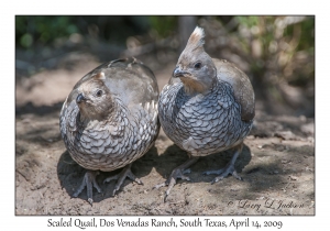 Scaled Quails