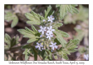 Unknown Wildflower