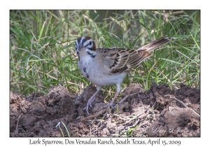 Lark Sparrow