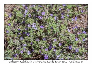 Unknown Wildflower