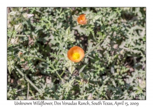 Unknown Wildflower