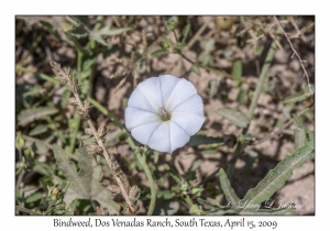 Bindweed