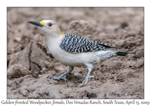 Golden-fronted Woodpecker, female