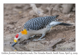 Golden-fronted Woodpecker, male