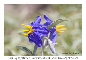 Silver-leaf Nightshade