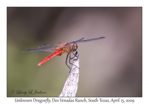 Unknown Dragonfly