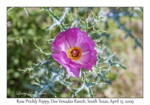 Rose Prickly Poppy