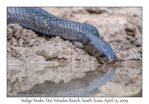 Indigo Snake