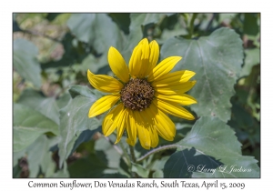 Common Sunflower