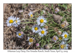 Arkansas Lazy Daisy