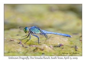 Unknown Dragonfly