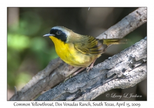 Common Yellowthroat