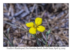 Fendler's Bladderpod