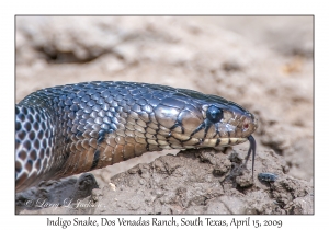 Indigo Snake