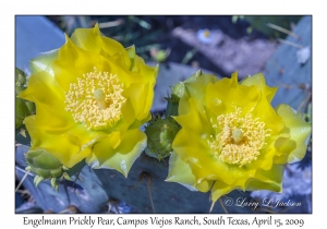 Engelmann Prickly Pear Flowers