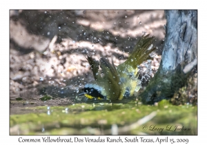 Common Yellowthroat