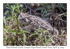 Texas Horned Lizard