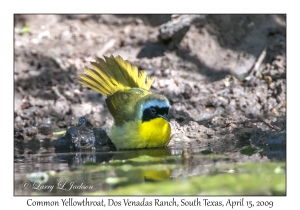 Common Yellowthroat