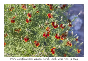 Prarie Coneflower