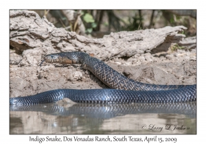 Indigo Snake