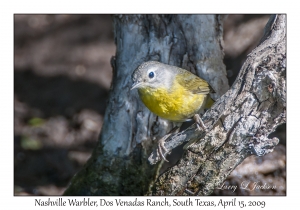 Nashville Warbler