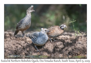 Northern Bobwhite male & Scaled Quails