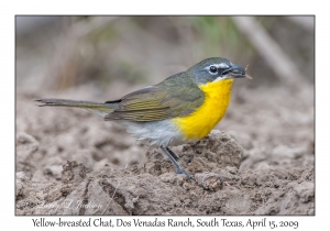 Yellow-breasted Chat