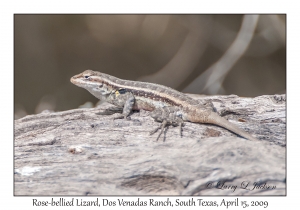 Rose-bellied Lizard