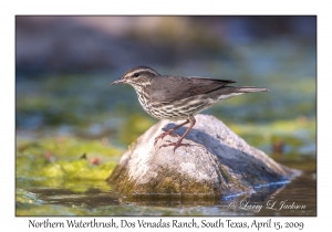 Northern Waterthrush